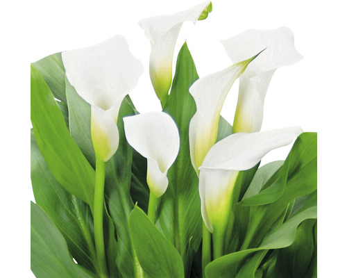 Witte calla bloemen met groene bladeren
