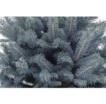 FLORASELF Kerstboom in pot Picea Pungens Baby Blue H 80-100 cm Ø 6 liter