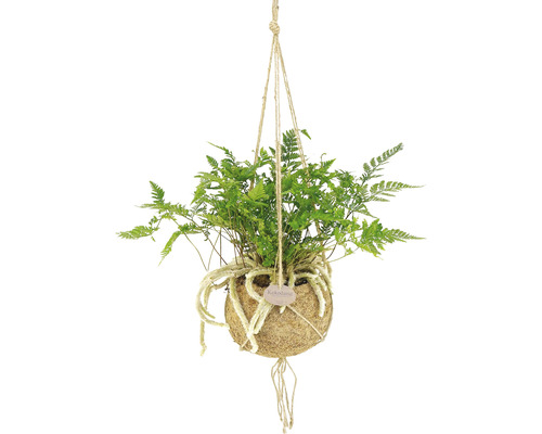 Hangplant met varen in kokosvezelbol aan touwophanging