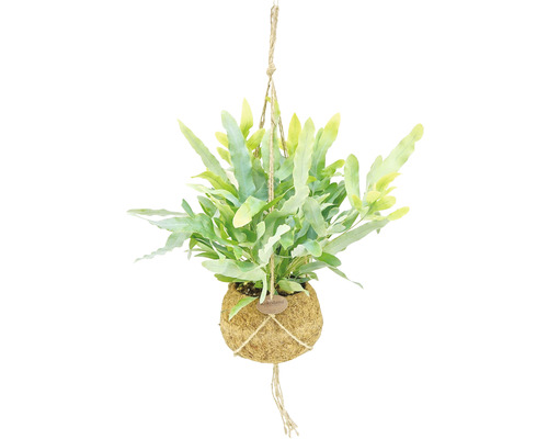 Hangplant met varen in kokosbol en jute touwophanging