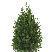 Cipres als groenblijvende naaldboom