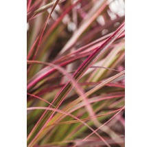 Close-up van siergras met lange, smalle bladeren