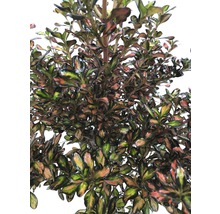 FLORASELF® Spiegelplant op stam Coprosma Evening Glow
