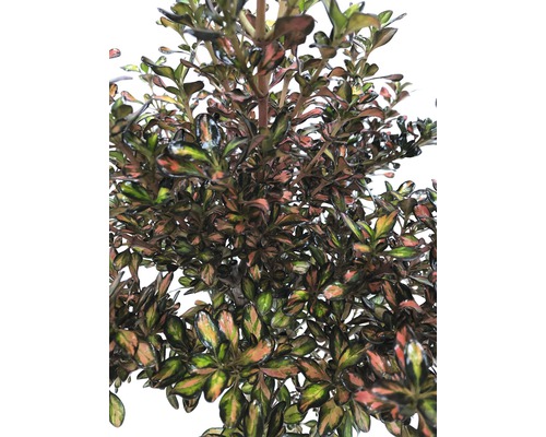 Close-up van een Hebe Red Edge plant