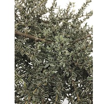 FLORASELF® Spiegelplant op stam Coprosma Kirkii Variegata