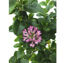 Bloeiende heide met roze bloemen en groene bladeren.