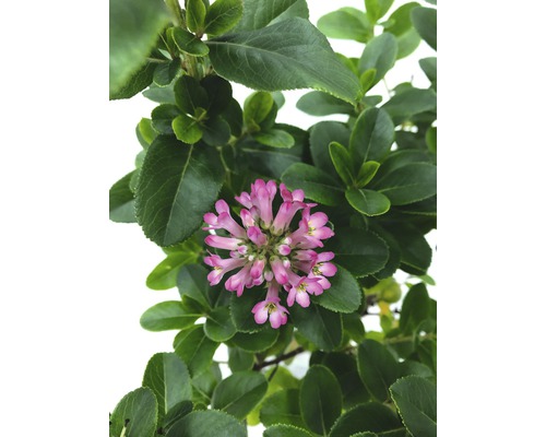 Bloeiende heide met roze bloemen en groene bladeren.