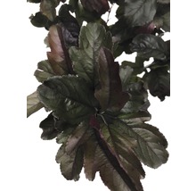 Bladeren van een sierplant