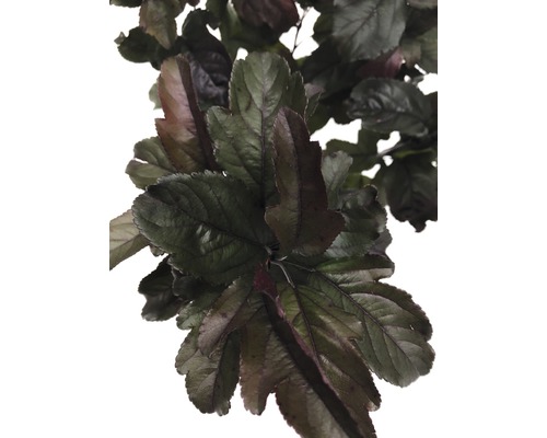Bladeren van een sierplant