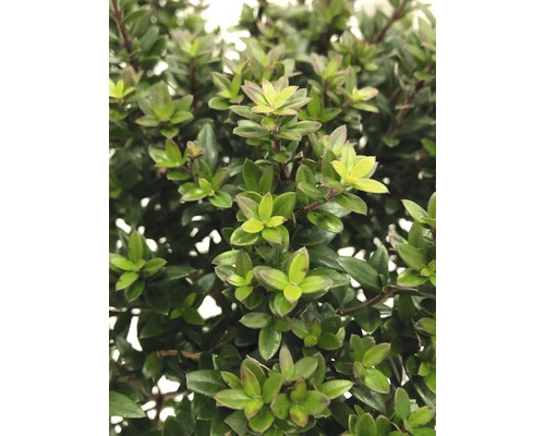 De afbeelding toont een struik met kleine, groene bladeren.