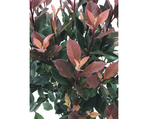 Close-up van een Photinia plant met nieuwe bladeren