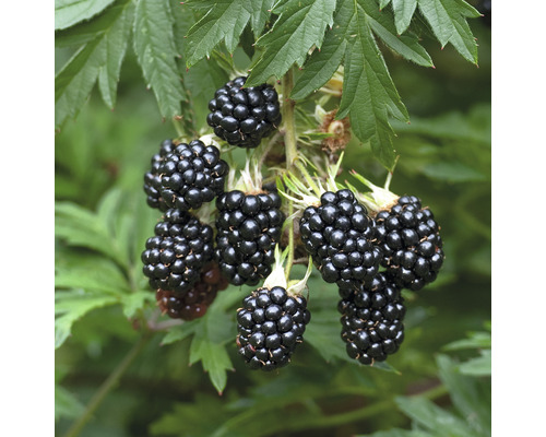 FLORASELF Doornloze braam Rubus fruticosus ‚Oregon Thornless‘ potmaat Ø 20 cm H 30-40 cm