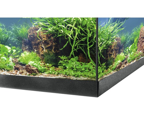 Detailopname van een beplant aquarium met stenen en diverse planten