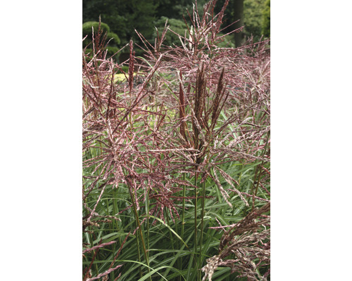 FLORASELF Prachtriet Miscanthus sinensis 'Ferner Osten' potmaat Ø 24 cm H 20-100 cm