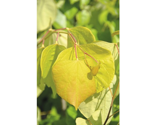 FLORASELF Amerikaanse judasboom Cercis canadensis "Ace of Hearts" potmaat Ø 23,0 cm H 70 cm FLORASELF Amerikaanse judasboom Cercis canadensis "Ace of Hearts" potmaat Ø 23,0 cm H 70 cm
