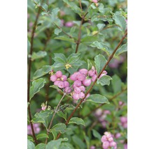 Close-up van een sneeuwbesplant met groene bladeren en roze bessen.