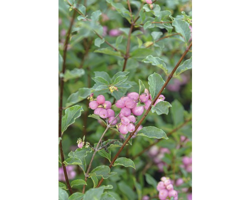 Close-up van een sneeuwbesplant met groene bladeren en roze bessen.