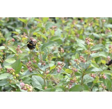 Close-up van een honingbes met een hommel