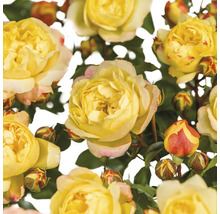 Close-up van gele rozenbloemen en knoppen.