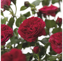 FLORASELF Stamroos Rosa 'Red Leonardo Da Vinci' potmaat Ø 24 cm H 90 cm