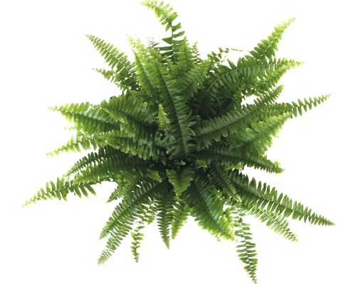 Bovenaanzicht kamer varen met groene bladeren