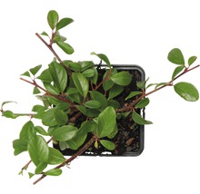 Dwergmispel in een pot van bovenaf