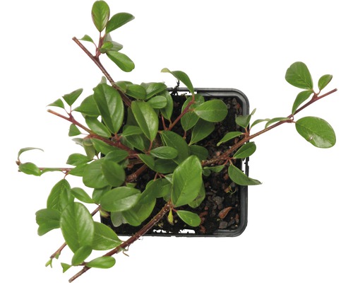 Dwergmispel in een pot van bovenaf