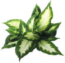 Dieffenbachia kamerplant met grote bladeren