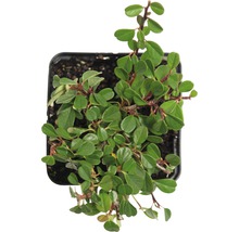 Kamerplant met groene bladeren in pot
