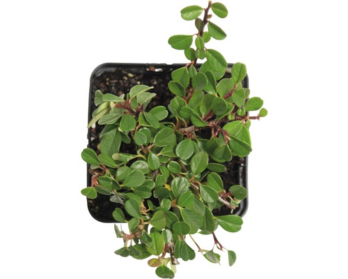 Kamerplant met groene bladeren in pot