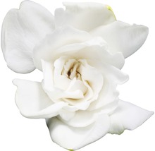 Enkele witte gardeniabloem