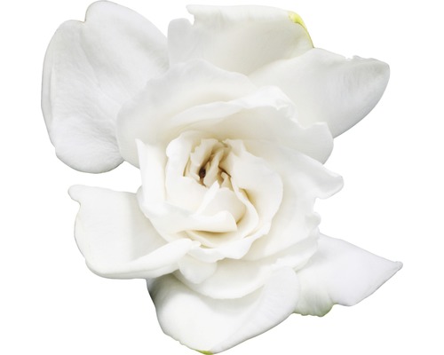 Enkele witte gardeniabloem