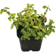 Groenblijvende kardinaalsmuts in pot