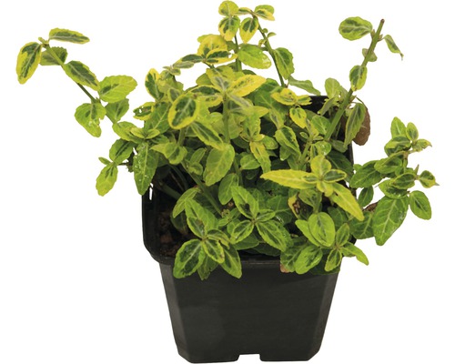 Groenblijvende kardinaalsmuts in pot