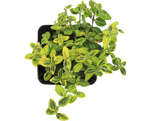 Kardinaalsmuts in pot met groen gele bladeren van boven