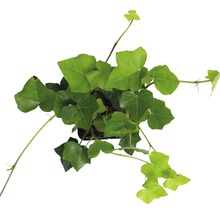 Bovenaanzicht van een klimop plant in pot