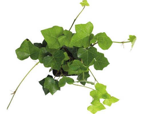 Bovenaanzicht van een klimop plant in pot