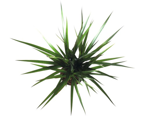 Bovenaanzicht van een groene plant met puntige bladeren in een pot