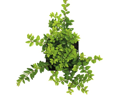 Van bovenaf gefotografeerde struikkamperfoelie plant in pot