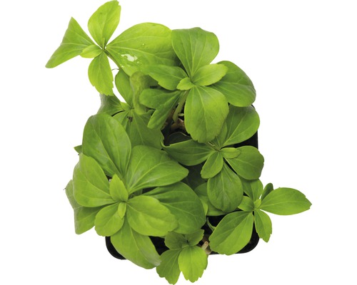 Europese zeekraal in pot