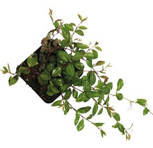 FLORASELF Kleine maagdenpalm Vinca minor 'Atropurpurea' potmaat Ø 9.0 cm H 5-7 cm per 360 st.