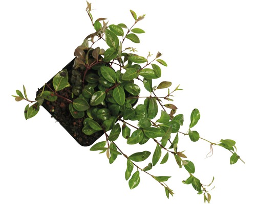 Kruipende mirteplant in pot