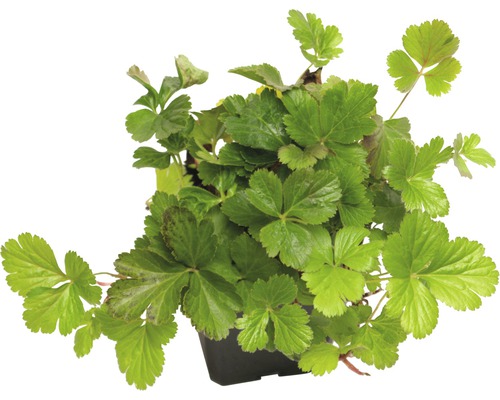 Vrouwenmantelplant in pot