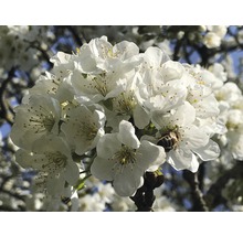 Close-up van witte bloemen met een bij