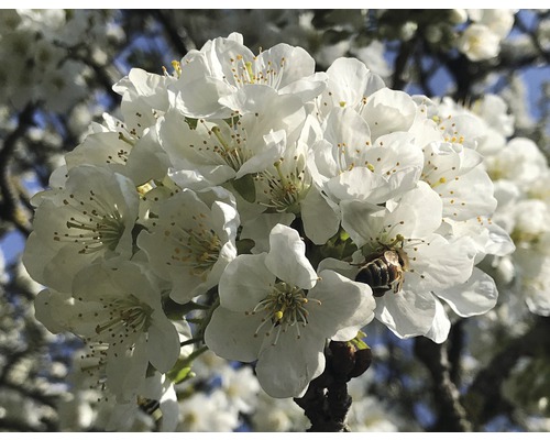 Close-up van witte bloemen met een bij
