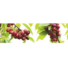 Kersenboomtakken met rijpe kersen en groene bladeren