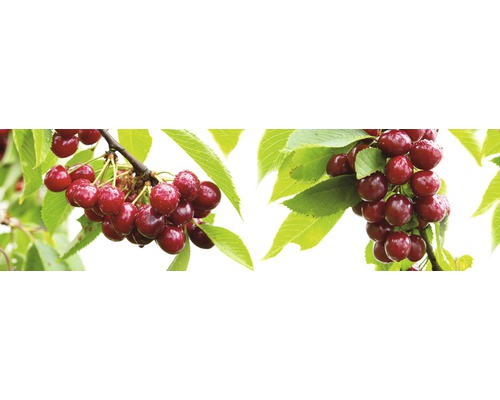 FLORASELF BIO Kersenboom Prunus avium 'Nadino' potmaat 7,5 liter H 60-80 cm Kersenboomtakken met rijpe kersen en groene bladeren