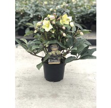 FLORASELF Kerstroos Helleborus viridis 'Winter Darling' potmaat Ø 21,0 cm H 25-35 cm