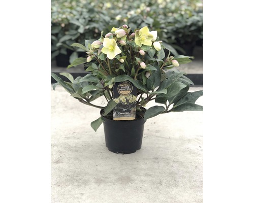 Helleborus potplant met gele bloemen en groene bladeren