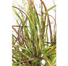 Siergras met groene en rode bladeren